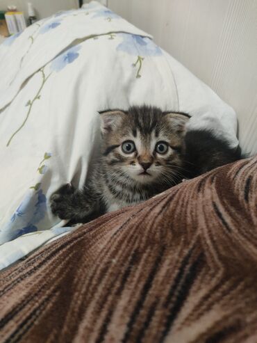 отдам кошек: Шотландский вислоухий котёнок (скоттиш-фолд) - Окрас: тигровый