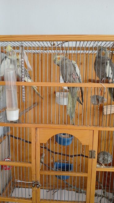 Akvarium aksessuar və ləvazimatları: Nymph (cockatiel) tutuquşuları və geniş taxta-metal qəfəs dəsti