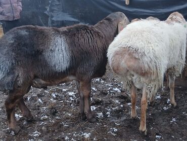 Бараны, овцы: Продаю | Овца (самка) | Для разведения | Матка — 12