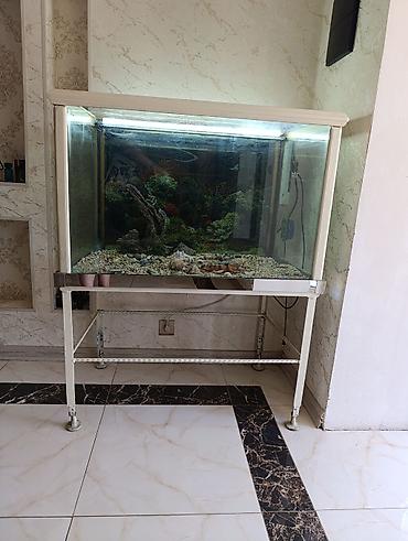 kömeye telesen itler: Şüşə akvarium və metal stend dəsti - Geniş ölçülü şüşə akvarium: düz — 1