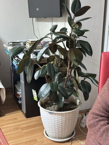 аквариум с крышкой: Фикус эластика (каучуконосный) в декоративном кашпо. - Крупное