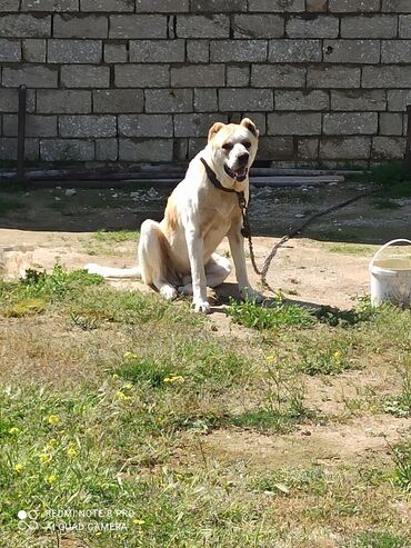 İtlər: Qurdbasar, 2 il, Erkek
