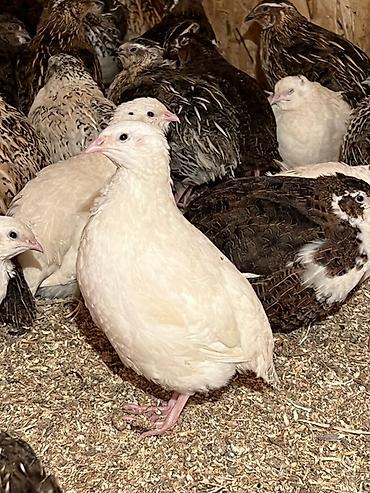 Другие с/х животные: Перепела разных окрасов для домашнего хозяйства Перепелки живые: 2х — 1