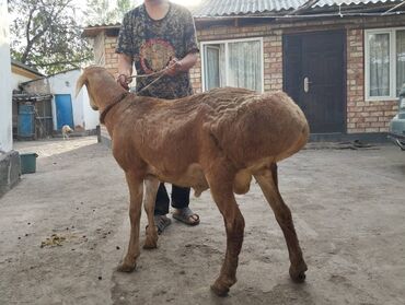 Другие с/х животные: Авган козу кочкор сатылат баасы 40 000 сом