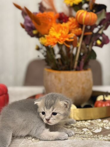 ağ pişiklər: Британская