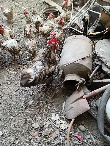 кошки бишкек купить: Петухи полубрама в Сокулуке — 4