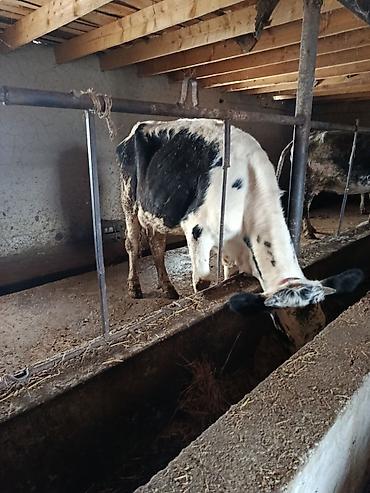 Коровы, быки: Продаю | Корова (самка) | Для молока | Привязанные — 1