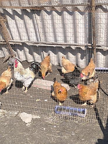 Куры, петухи: Продаю | Куры | Домашняя | Для разведения — 1