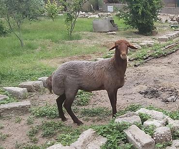 qurd satisi: Salam. Təmiz Qala cinsli erkəy qoyun satılır. 2025-ci ilin mart ayının — 2