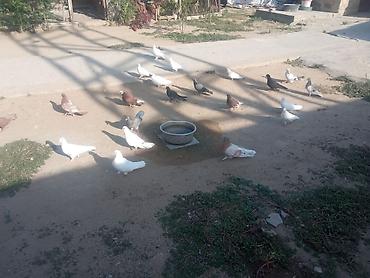 Животные: Salam tam sağlam quşlardır təcili satılır üst üstə 5 manatdan tək tək — 4