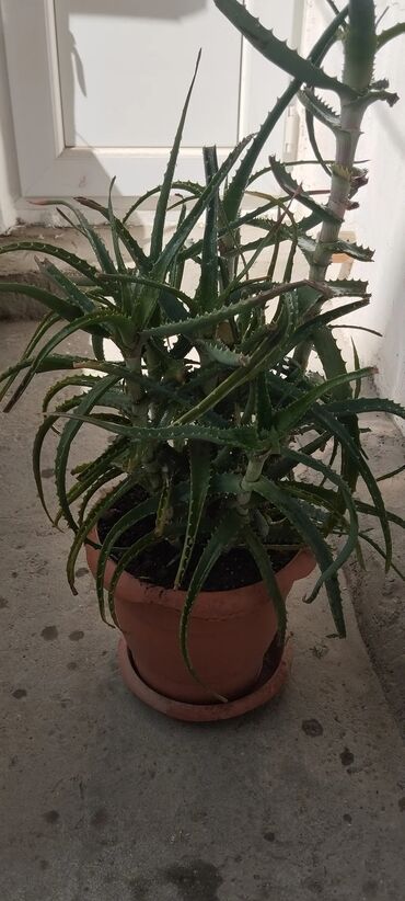 Гладильные доски: Aloe (sukkulent) – iri, çoxbudaqlı saksı bitkisi - Növ: Aloe