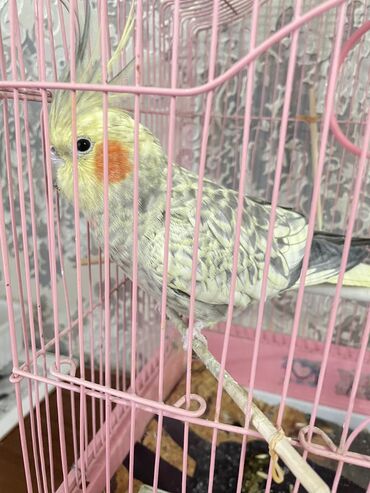 клетка для попугаев: Попугай корелла 3 года хорошая милая кусается безболезненно клетка