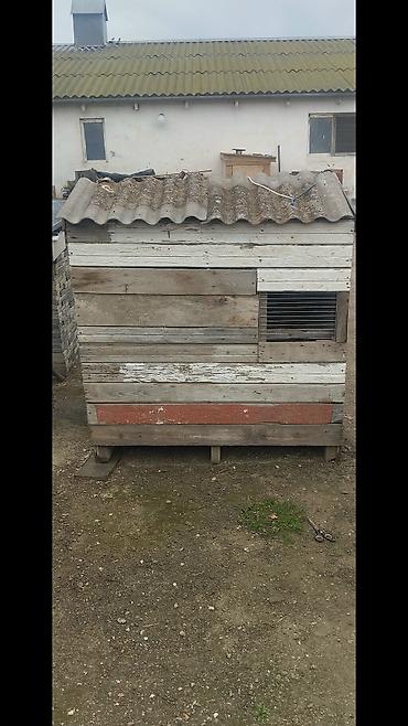 göyərçin yuvaları: Göyerçin üçün quşxana satılır ünvan bine qiymet 50 azn içinde 20 dene — 1