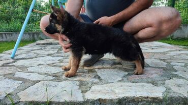 Psi: Prodajem žensko stene dugodlako starosti 4.5 meseca. Majka Donna od na lalafo.rs — 2 Psi: Prodajem žensko stene dugodlako starosti 4.5 meseca. Majka Donna od — 2