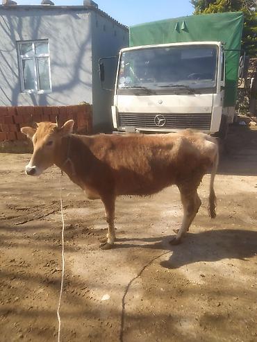 Dana, buzov: Dana, buzov — 9