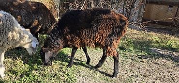 пони животные: Продаю | Ягненок | Для разведения — 6