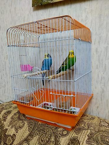 rengli quslar: Salam. Hazir cut papuqaylar satilir. 11 ayliqdilar. Tam bala vermey — 1