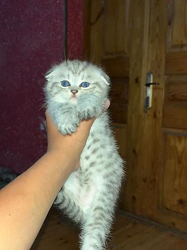 Кошки: Шотландская, Самка, В добрые руки, Самовывоз — 1