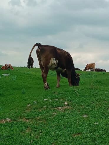 турецкий лицей кара балта: Коровы, быки