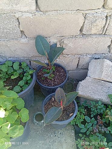 xolikan bitkisi: Rezin ağacı (Ficus elastica) şitilləri – qara plastik dibçəklərdə. - — 1