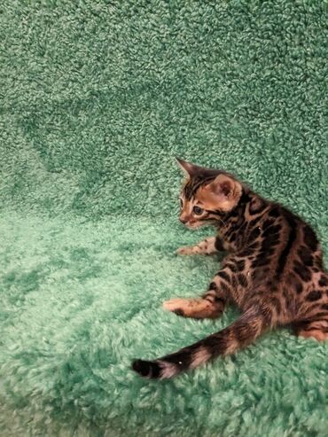 Продажа кошек: Всем Привет .!!!. В питомнике Бен Гла Мур. долгожданные новые детки — 6