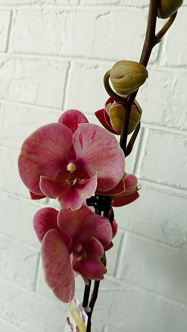 Орхидеи: Большой выбор сортовых орхидей, высота растений 70 см. цены от 1450 до — 8