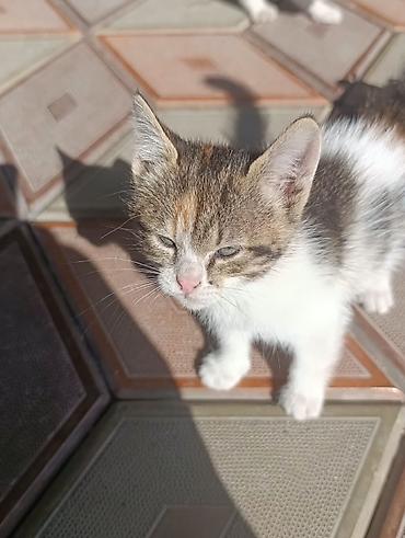 Продажа кошек: Два очаровательных котёнка🌸 Ищем заботливых хозяев для котят. Вчера в — 2