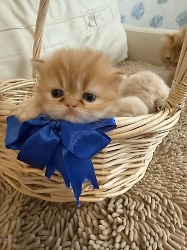 Pişiklər: Fars — 15