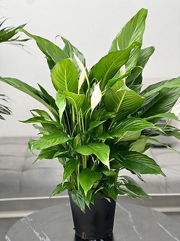 Другие комнатные растения: 🌿 Зелёное счастье для вашего дома 🌿 Комнатные растения и свежие цветы — 8