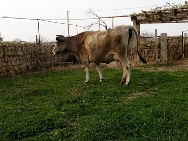 Inəklər, öküzlər: Salam südverən İNƏK. 6.7 LİTİR SÜD VERİR YAĞLI SÜDÜ VAR DİŞlİ CAVAN -da lalafo.az — 2 Inəklər, öküzlər: Salam südverən İNƏK. 6.7 LİTİR SÜD VERİR YAĞLI SÜDÜ VAR DİŞlİ CAVAN — 2