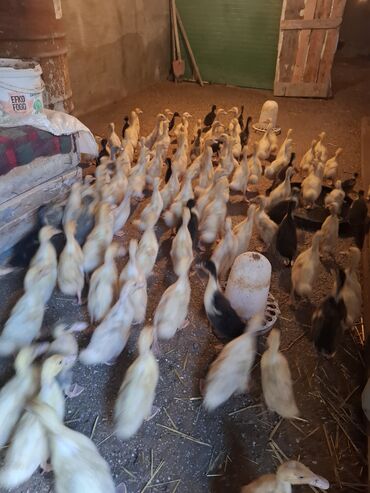 Ördəklər: 107 dene yawil baw ordek 23 gunukdu 3 .70 1 densi cem satlir unvan — 8