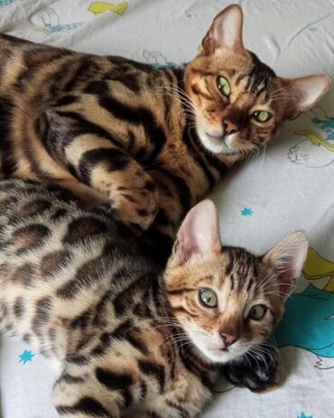 Mačke: Registrovana odgajivacnica MMaestro_bengal vam predstavlja dva — 11