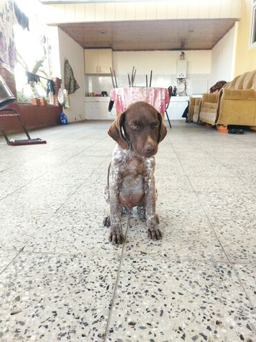 İtlər: Kurtxar, 3 ay, Erkek, Peyvəndli, Pulsuz çatdırılma