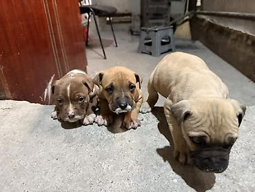 Продажа собак: Продаются чистокровные щенки Питбуля щенки крупные, здоровые и — 2