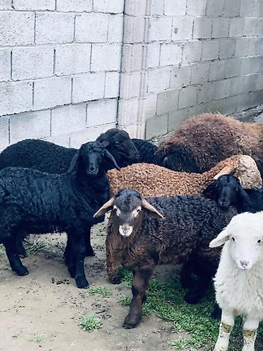 Баран, овца: Продаю | Овца (самка) | Для разведения | Матка — 3
