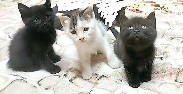 игрушки для кошки: Котята, помёт из 5 малышей домашнего выращивания. - Окрас: несколько — 3