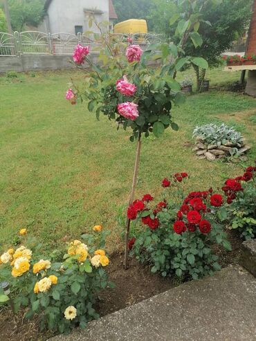 Nudim veliki asortiman ruža stablašica raznih boja i kombinacija boja