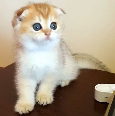 Pişiklər: Şotland yastı qulaq, Erkək, Dişi, Yaxşı əllərə, Ünvandan götürmə, Pulsuz çatdırılma, Ödənişli çatdırılma — 126