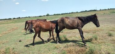 qarabağ atı satılır v Azərbaycan | Xalçalar: At balaca at 250m obiriler biri 350 dan satılır