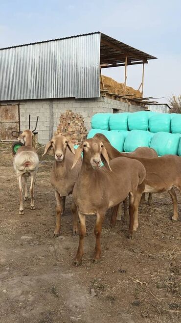 продаю музоо торпок корова самка бык самец айрширская ангус алатауская на забой для разведения на откорм племенные нетель привязанные: Продаю | Овца (самка) | Арашан | Для разведения | Ярка