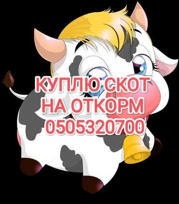 лошадь на продажу: Куплю | Коровы, быки, Лошади, кони | На откорм, Откормленные, Самовывоз