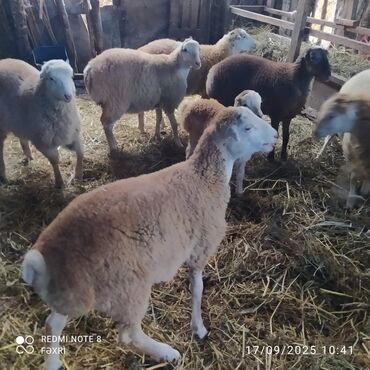 Quzu: Əmlik quzular diri çəki 10 manat. Böyük quzular 9 manatdan — 9