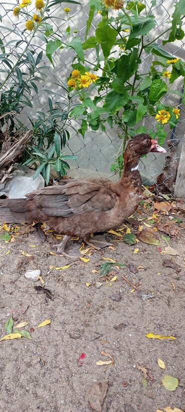 шпиц цена в баку: Erkək, | Macar, Damazlıq, Ödənişli çatdırılma