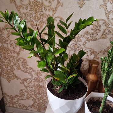 Фикусы: РАСПРОДАЖА ДОМАШНИХ ЦВЕТОВ, СРОЧНО НЕДОРОГО ЦВЕТЫ КОМНАТНЫЕ Продаю — 2