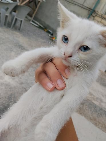 jersey inek satisi: Yaxşı əllərə — 4