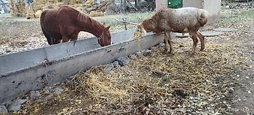 сабака як: Продаю | Баран (самец) | Арашан | Для разведения | Племенные — 2