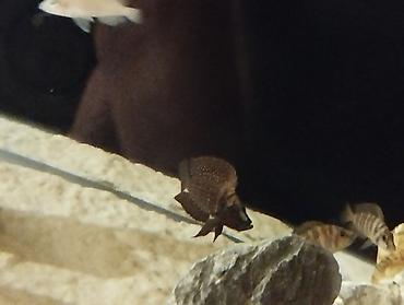 Balıqlar: Cixlid balığı -da lalafo.az — 13 Balıqlar: Cixlid balığı — 13