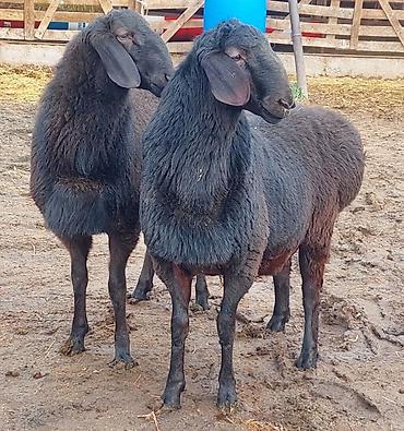 Баран, овца: Продаю | Ягненок, Баран (самец) | Для разведения | Племенные, Осеменитель — 3