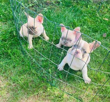 četka za mačke na paru: Francuski buldog stenci sa plavim ocima. Vakcinisani, spremni za novi