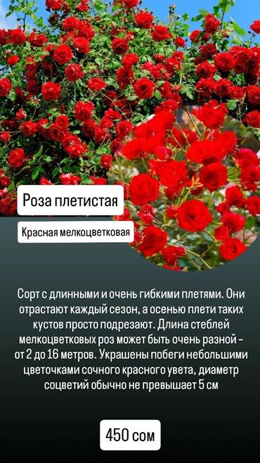 Садовые цветы и кустарники: Роза плетистая — красная мелкоцветковая. - Длинные и очень гибкие